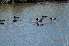 Fulica americana