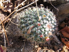 Mammillaria scrippsiana