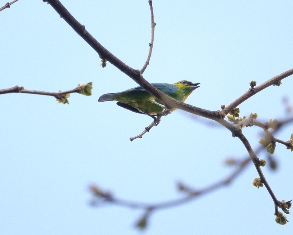 Dotted Tanager