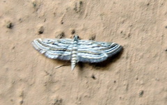 Parapoynx fluctuosalis