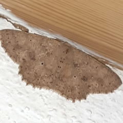 Isochromodes phyllira