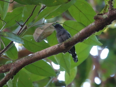 Thamnophilus amazonicus