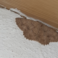 Isochromodes phyllira