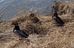 Anas platyrhynchos