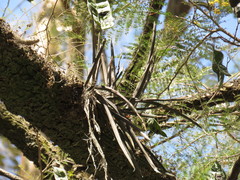 Trichocentrum brachyphyllum