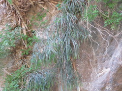 Psilotum complanatum