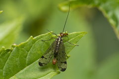 Panorpa lacedaemonia