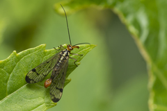 Panorpa lacedaemonia