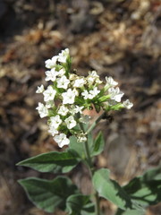 Tournefortia hartwegiana