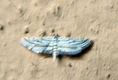 Parapoynx fluctuosalis