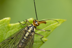 Panorpa lacedaemonia