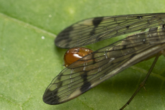 Panorpa lacedaemonia