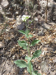 Tournefortia hartwegiana