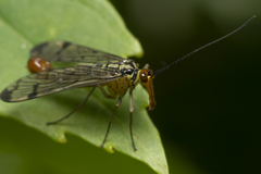 Panorpa lacedaemonia