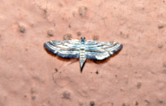 Parapoynx fluctuosalis