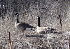 Branta canadensis