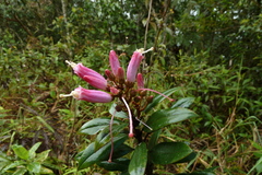 Bejaria
