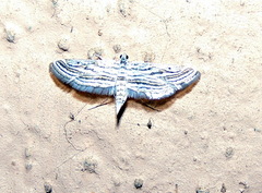 Parapoynx fluctuosalis