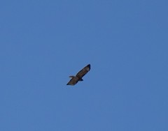 Buteo jamaicensis
