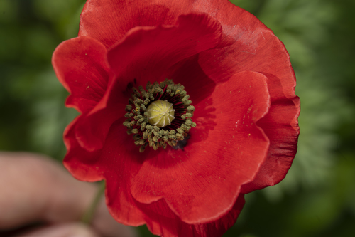 Papaver rhoeas