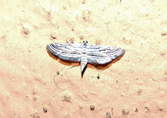 Parapoynx fluctuosalis