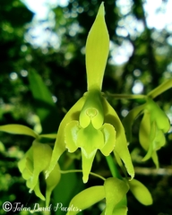 Epidendrum bivalve