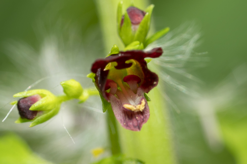 Mediterranean figwort (Scrophularia peregrina)