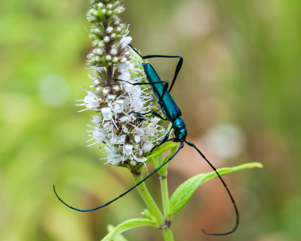 Common Metallic Longhorn Beetle