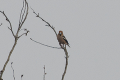 Coccothraustes coccothraustes
