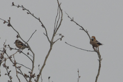 Coccothraustes coccothraustes