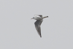 Chroicocephalus ridibundus