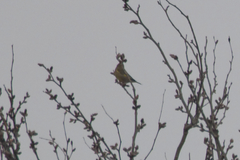 Chloris chloris