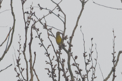 Chloris chloris