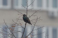 Sturnus vulgaris