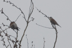 Turdus pilaris