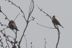 Turdus pilaris