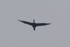 Phalacrocorax carbo