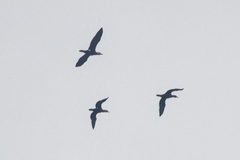 Phalacrocorax carbo