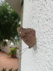Asterocampa idyja argus