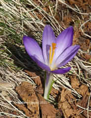 Crocus neapolitanus