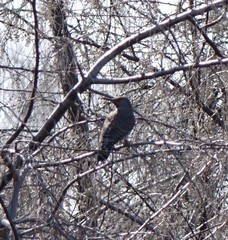 Colaptes auratus