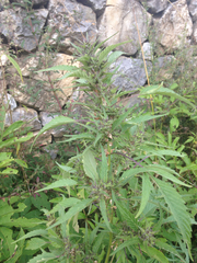 Cannabis sativa