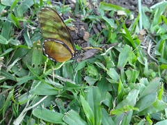 Dircenna kolijkensis