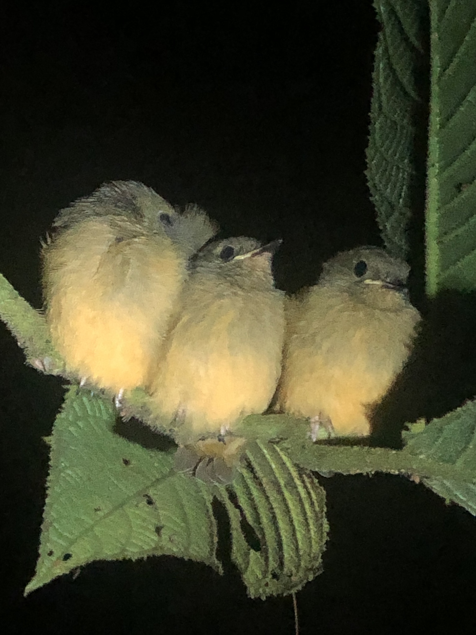 Ochre-bellied Flycatcher (Mionectes oleagineus)
