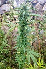 Cannabis sativa