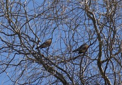 Turdus migratorius