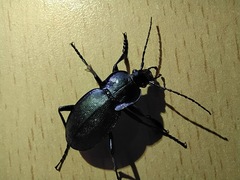 Carabus amplipennis