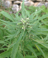 Cannabis sativa