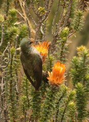 Oreotrochilus chimborazo