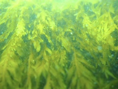 Desmarestia ligulata